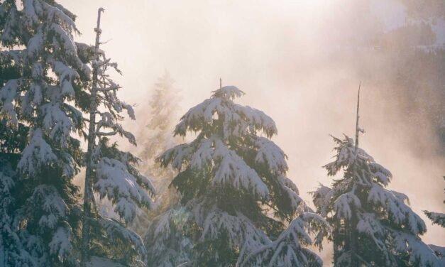 Dicta nihil illum ut rerum