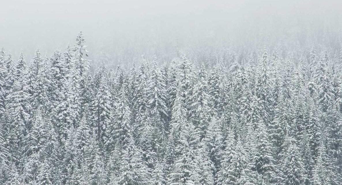 Necessitatibus possimus quibusdam iure debitis earum