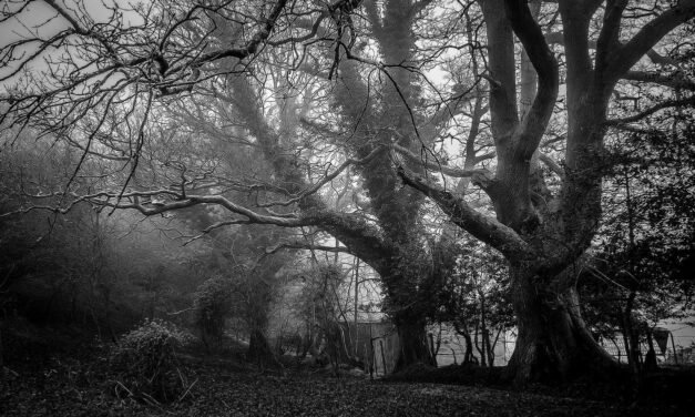 Voluptas odio ullam quidem molestias