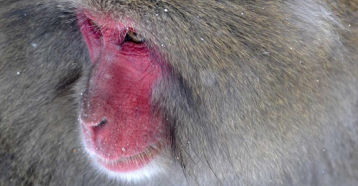 Aliquid quasi similique rem voluptatibus quas corrupti